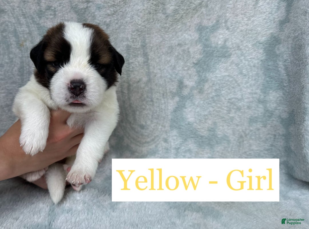 Saint Bernard dogs for sale: 14 Saints Available - Image 32
