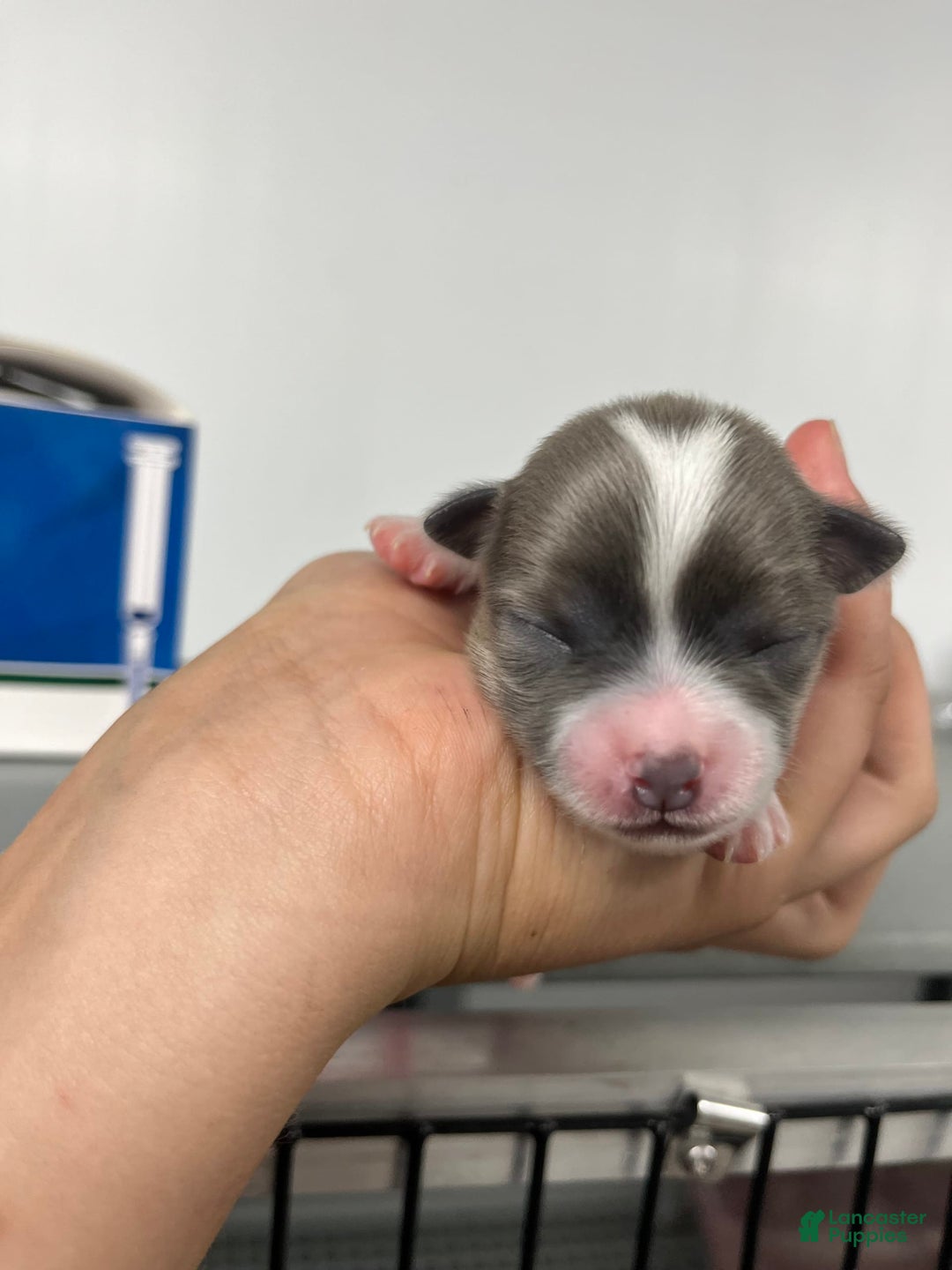 Chihuahua dogs for sale: Case - Image 1