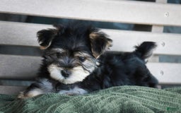 Morkie dogs for sale: Skipper - Image 22