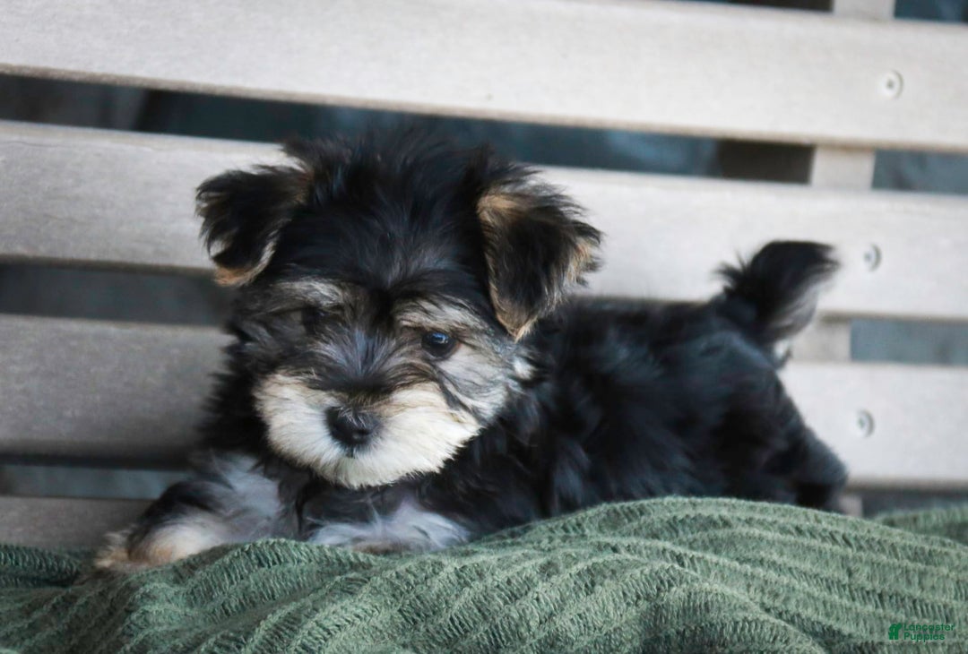 Morkie dogs for sale: Skipper - Image 22