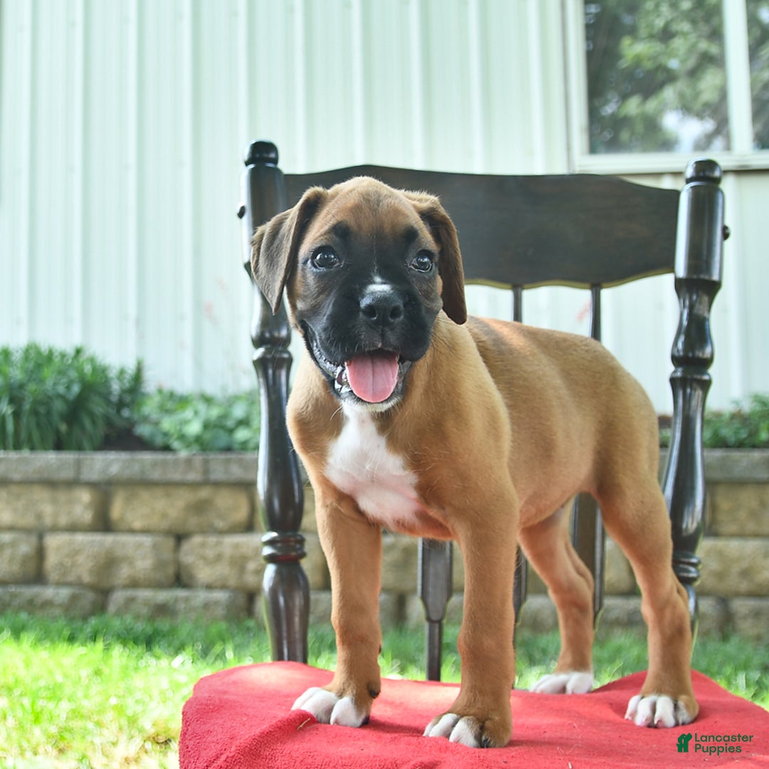 Boxer dogs for sale: Felicity - Image 4