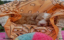 Toy Poodle dogs for sale: Toy Poodle 5 puppies - Image 2