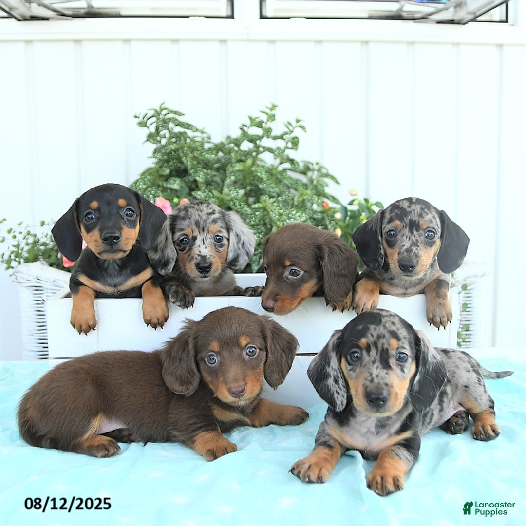 Miniature Dachshund dogs for sale: Nova - Image 5