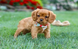 Cavalier King Charles Spaniel dogs for sale: Sadie - Image 4