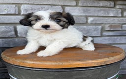Teddy Bear dogs for sale: Elliott - Image 18
