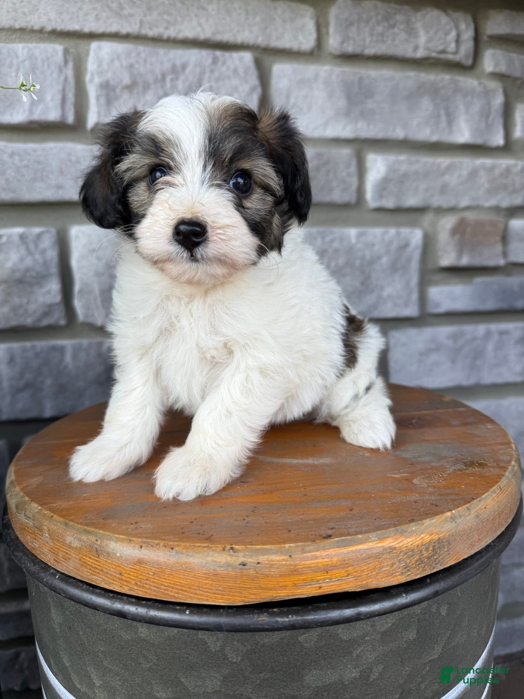 Teddy Bear dogs for sale: Elliott - Image 18