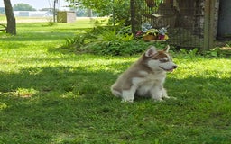 Siberian Husky dogs for sale: Arrow - Image 5