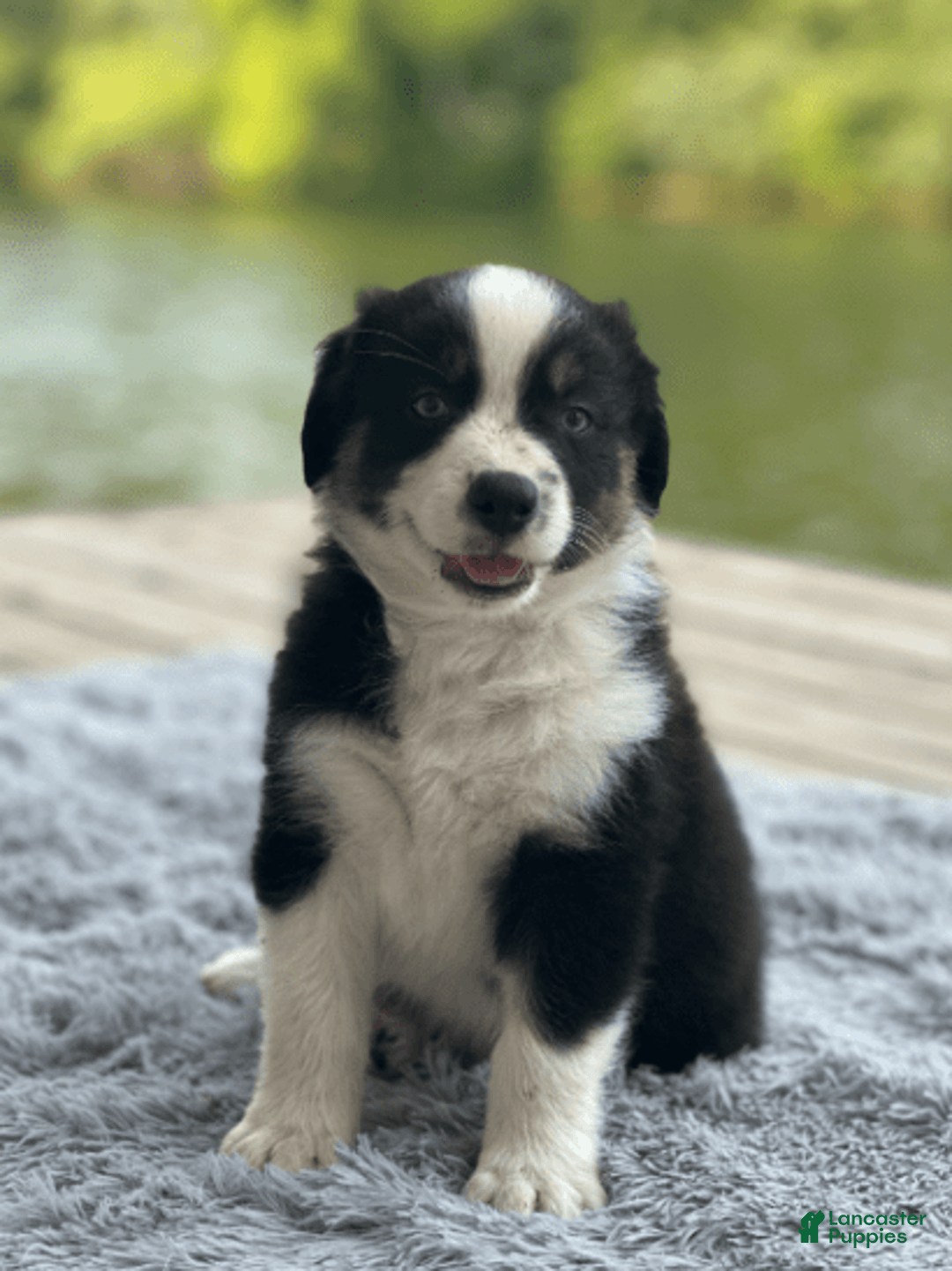 Australian Shepherd dogs for sale: Luna - Image 9