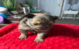 Pomeranian dogs for sale: Mocha - Image 5