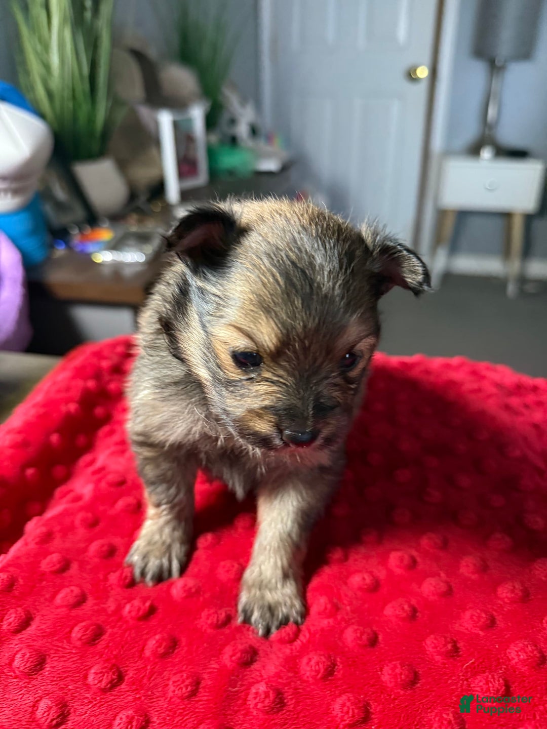 Pomeranian dogs for sale: Mocha - Image 5