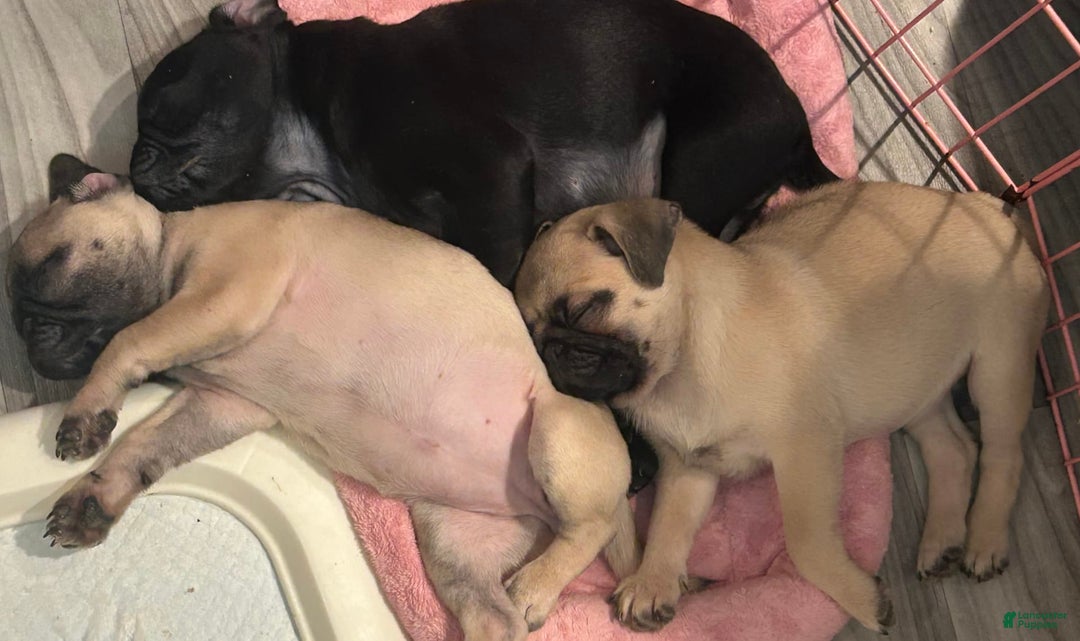 Pug dogs for sale: Scotty - Image 2