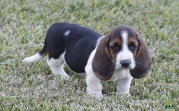 Basset Hound dogs for sale: Deb - Image 1