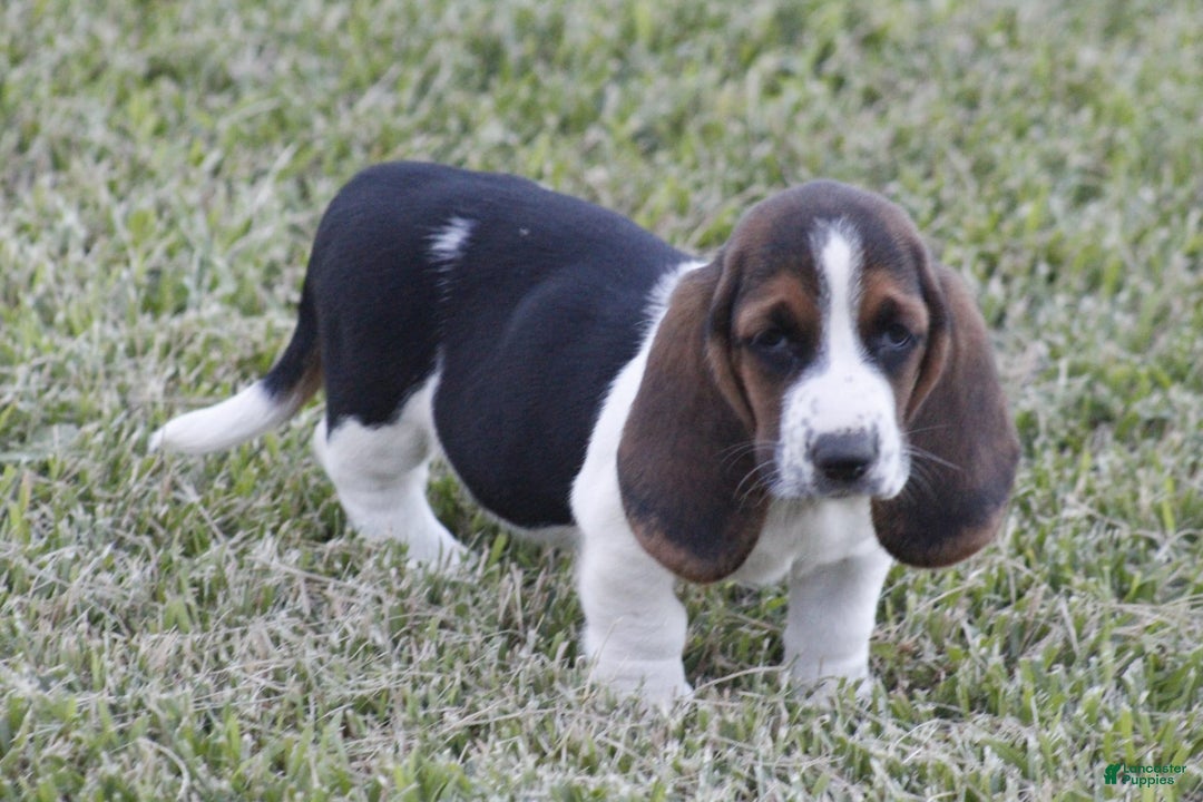 Basset Hound dogs for sale: Deb - Image 1