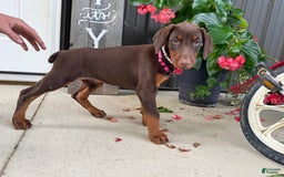Doberman Pinscher dogs for sale: Monica - Image 2