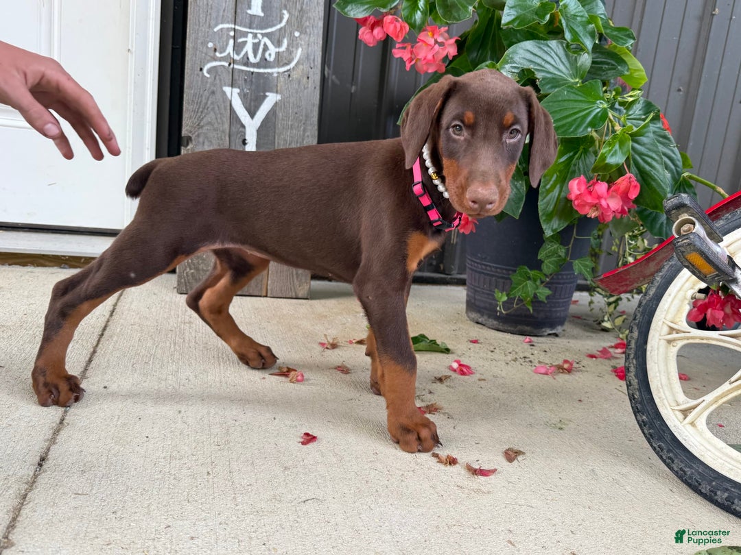 Doberman Pinscher dogs for sale: Monica - Image 2