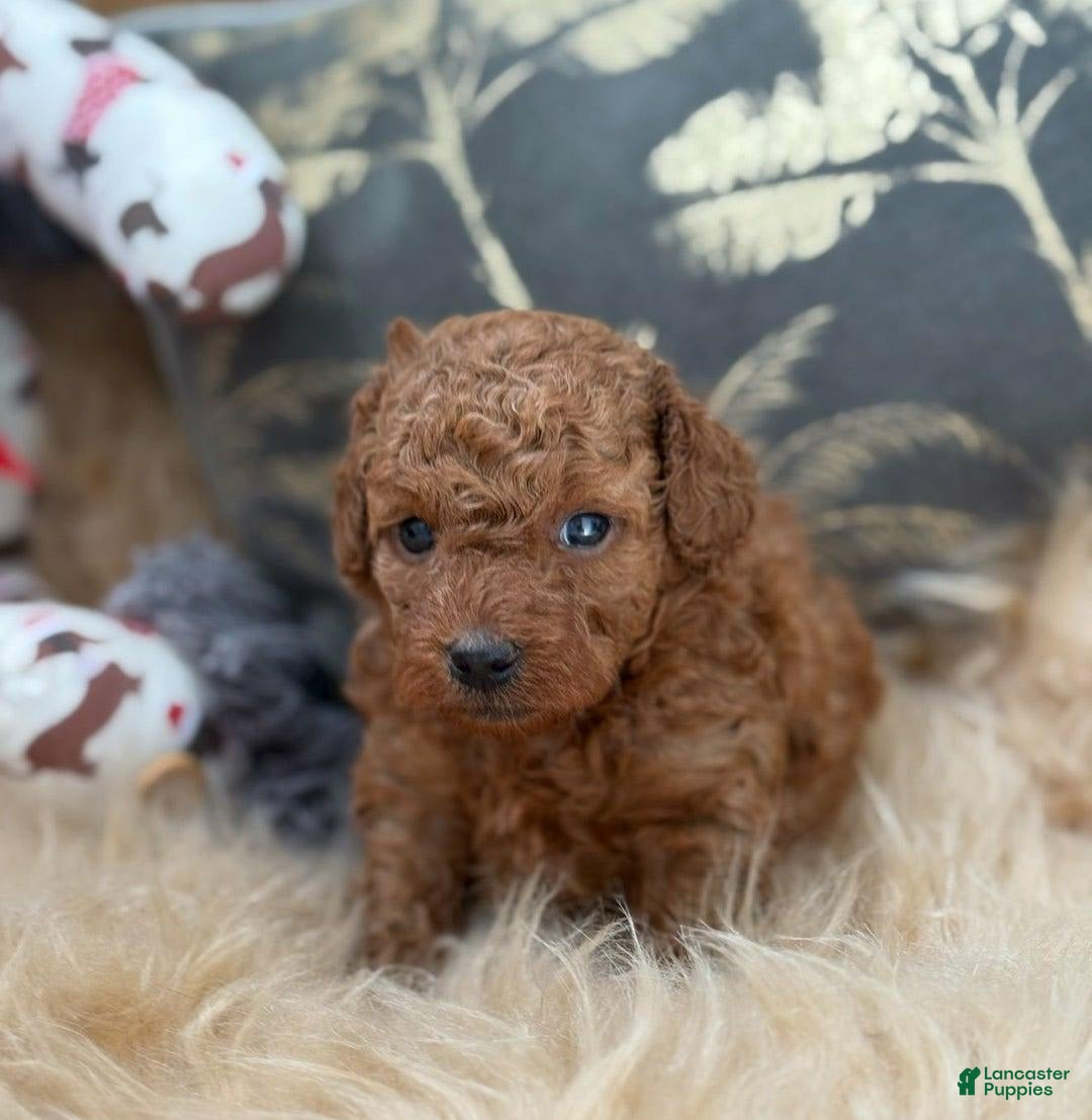 Toy Poodle dogs for sale: Clay - Image 1
