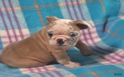 Olde English Bulldogge dogs for sale: BRIAR - Image 3