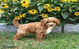 Cavapoo dogs for sale: Blossom - Image 4