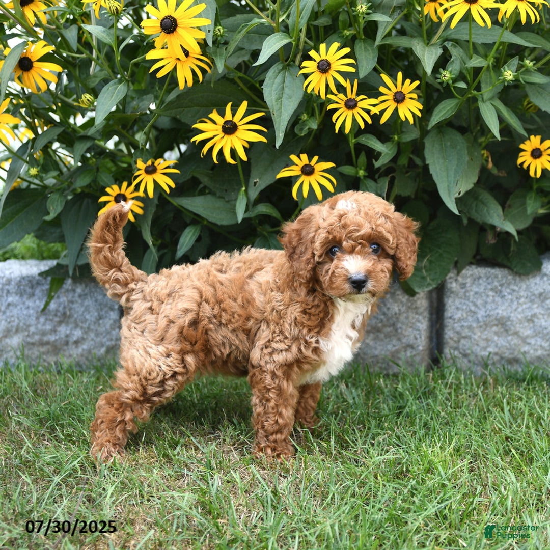 Cavapoo dogs for sale: Blossom - Image 4