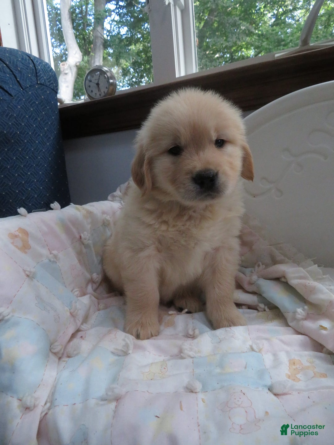 Golden Retriever dogs for sale: Hershey - Image 20