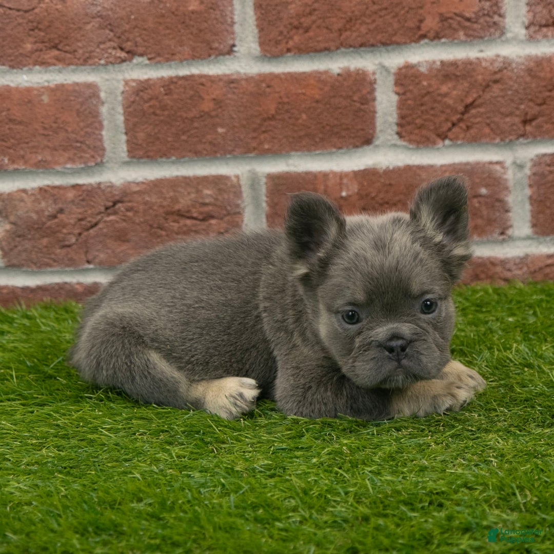 French Bulldog dogs for sale: Lola - Image 10