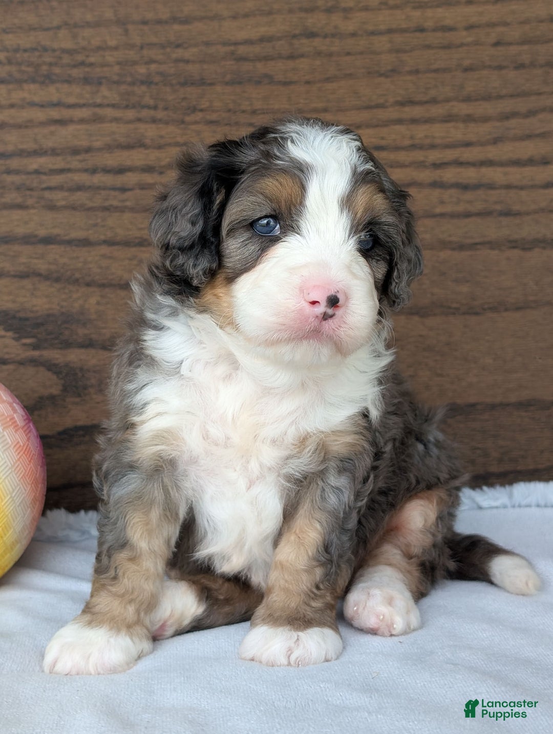Mini Bernedoodle dogs for sale: Bluey - Image 7