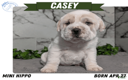 Mini Hippo dogs for sale: Casey - Image 9