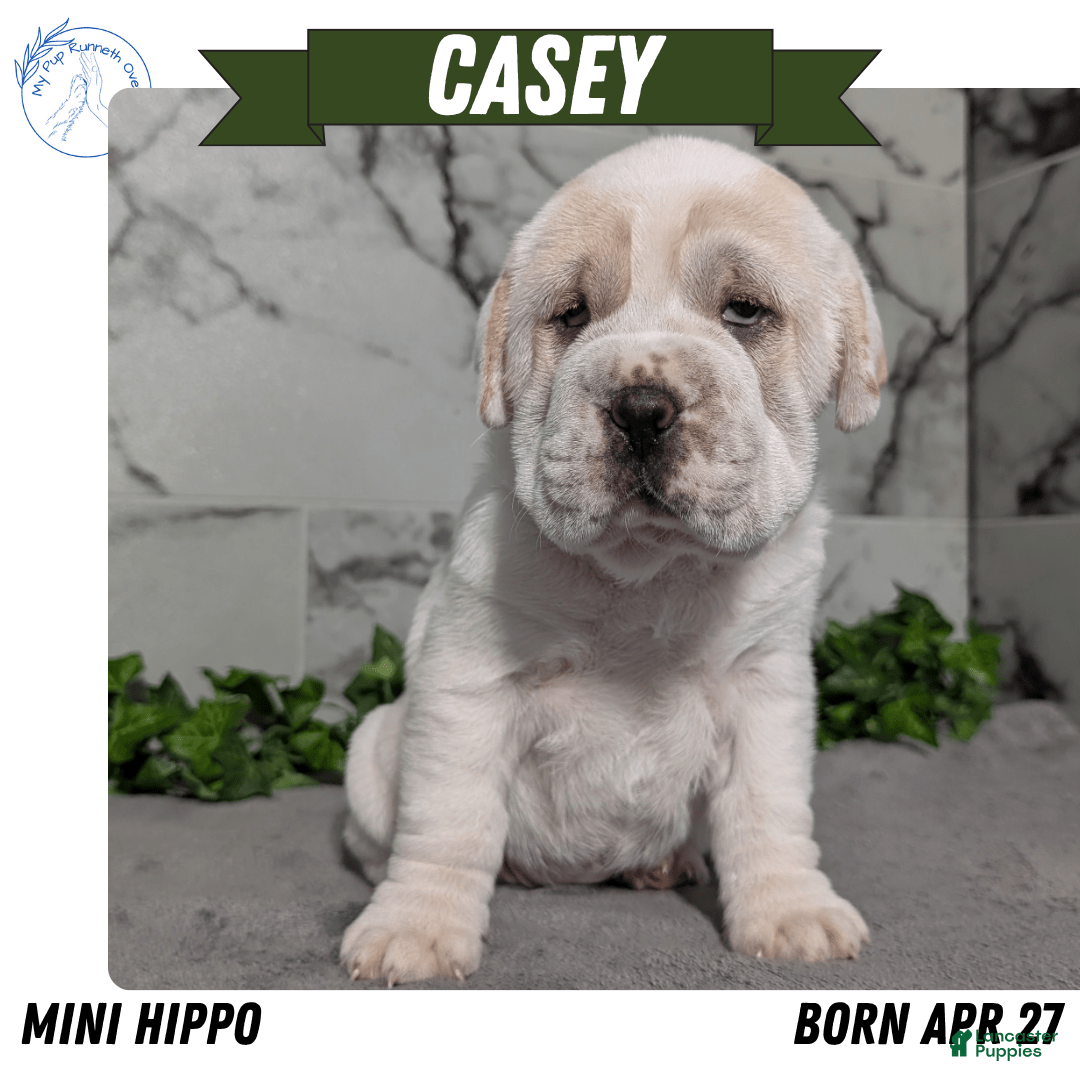 Mini Hippo dogs for sale: Casey - Image 9