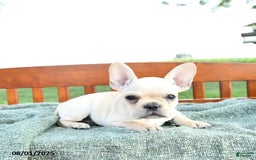 French Bulldog dogs for sale: Lavendar - Image 11