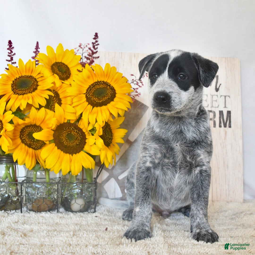 Australian Cattle Dog dogs for sale: Bandit - Image 2