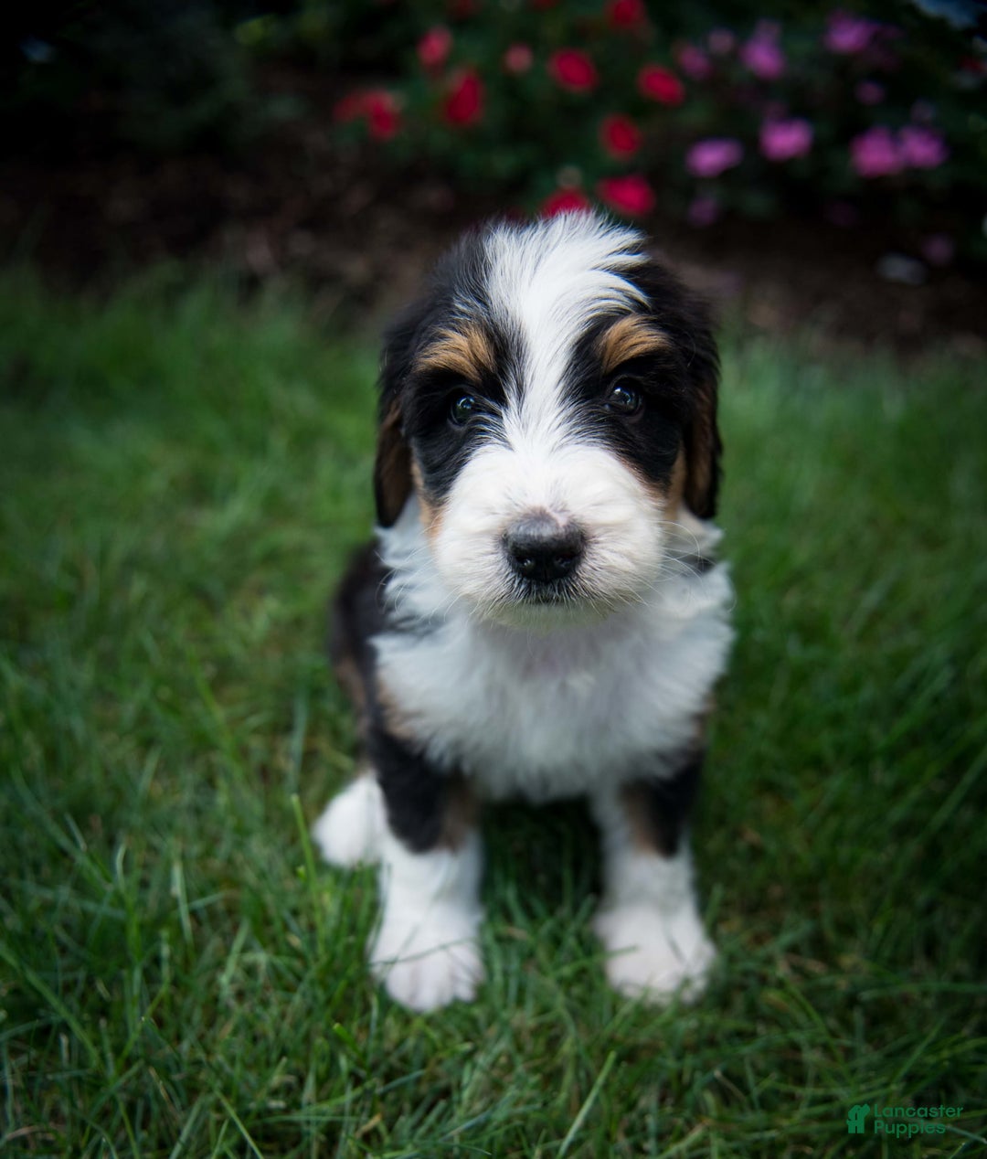 Bernedoodle dogs for sale: Ranger - Image 6