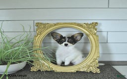 Papillon dogs for sale: Quinn - Image 2