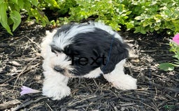Havanese dogs for sale: Blaze - Image 4