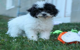 Bichpoo dogs for sale: Baby Doll - Image 6