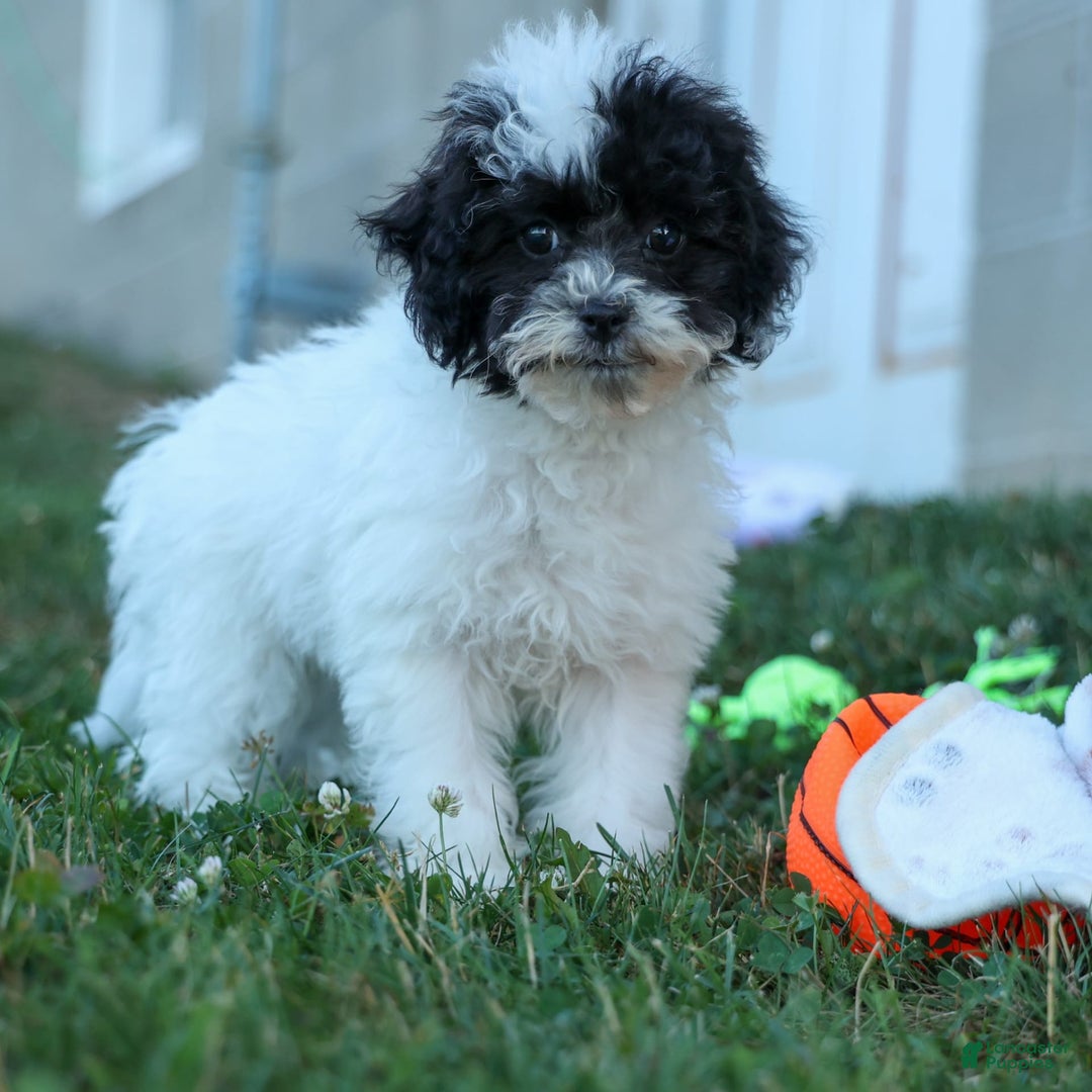 Bichpoo dogs for sale: Baby Doll - Image 6