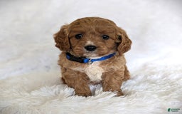 Cavapoo dogs for sale: Oscar - Image 6