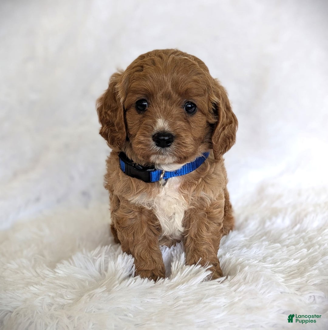 Cavapoo dogs for sale: Oscar - Image 6