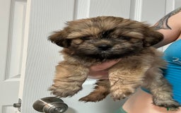 Shih Tzu dogs for sale: Chewbaca - Image 1