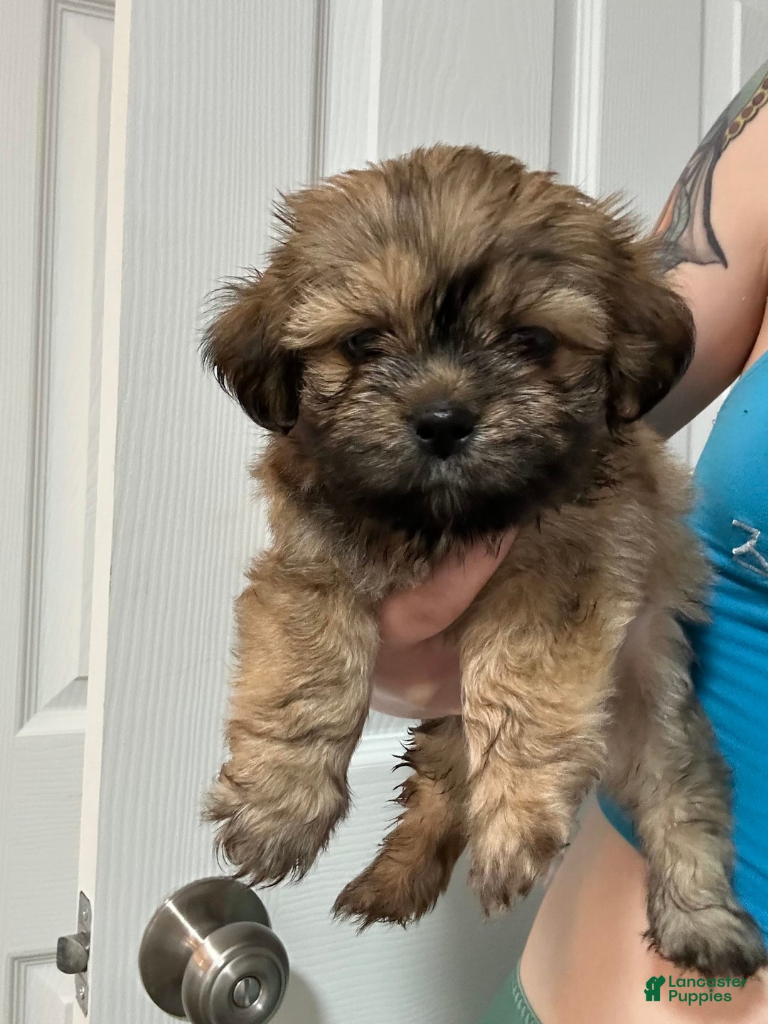 Shih Tzu dogs for sale: Chewbaca - Image 1