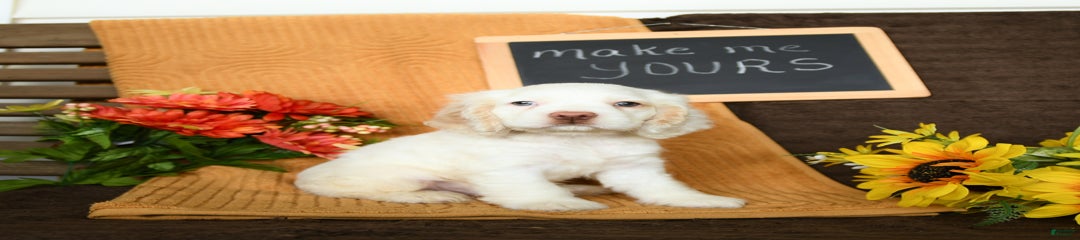 Pogo