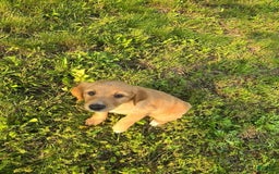 English Shepherd dogs for sale: Teddy - Image 1