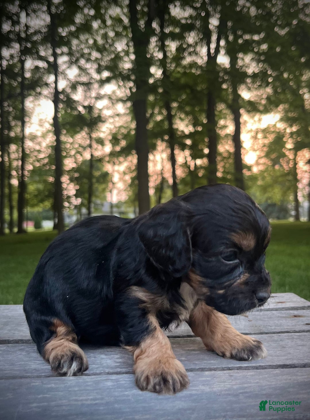 Cavapoo dogs for sale: Lads - Image 11