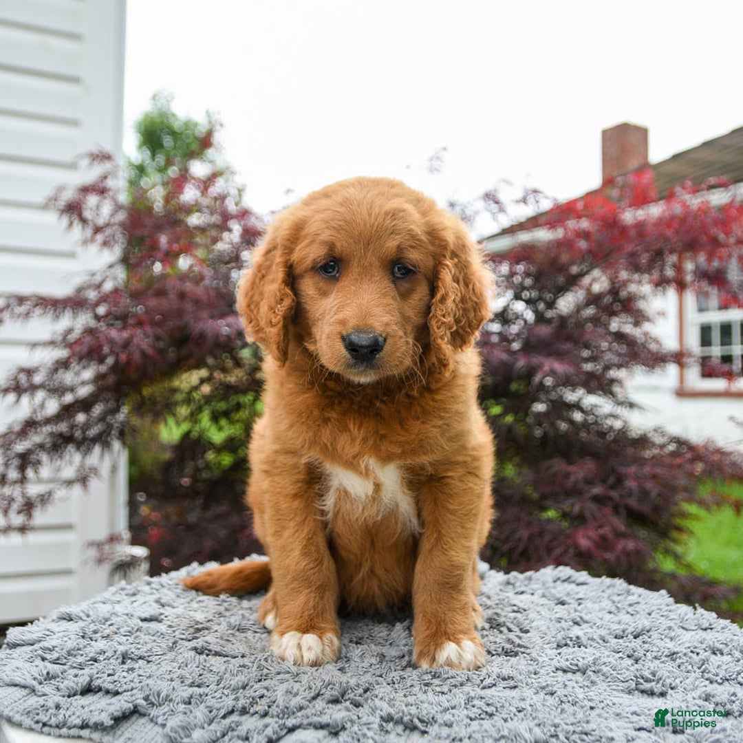 Goldendoodle dogs for sale: Custard - Image 4
