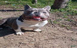 American Bully dogs for sale: Lookout - Image 7