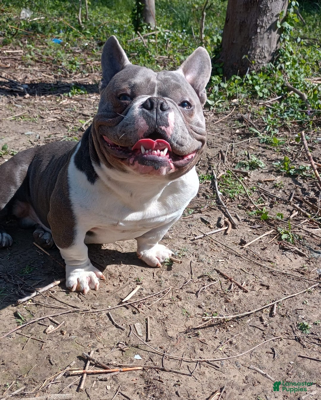 American Bully dogs for sale: Lookout - Image 7