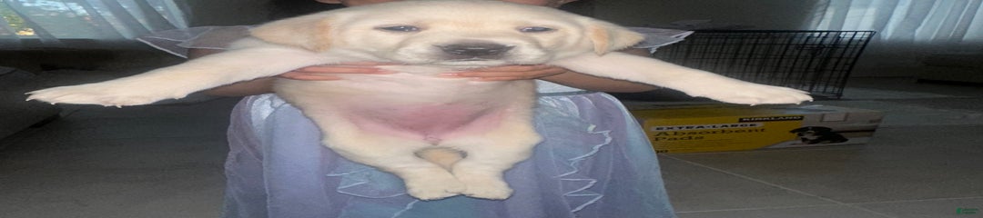 Puppy