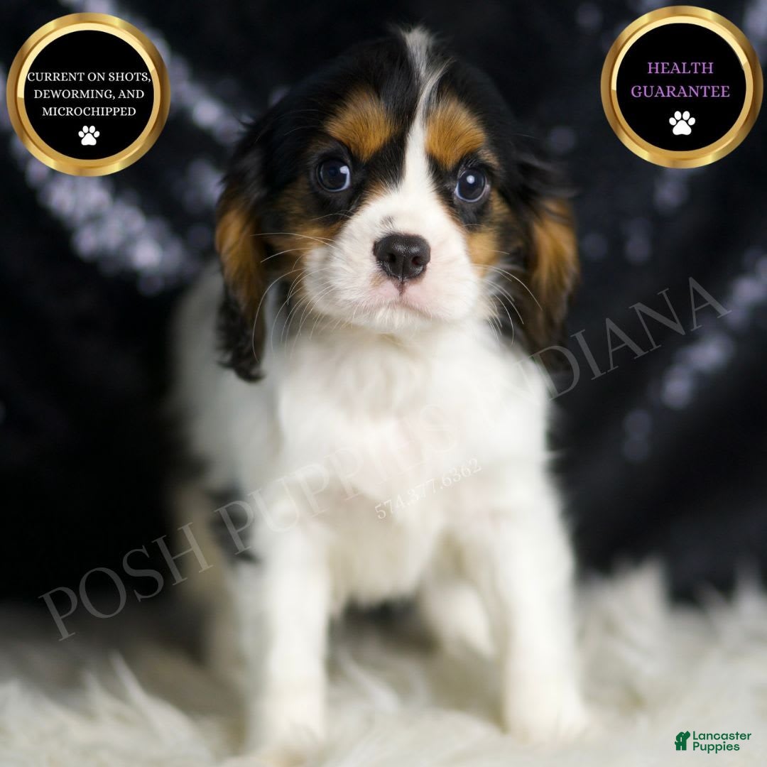 Cavalier King Charles Spaniel dogs for sale: Parker - Image 10