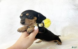 Miniature Dachshund dogs for sale: Akc Sadie - Image 4