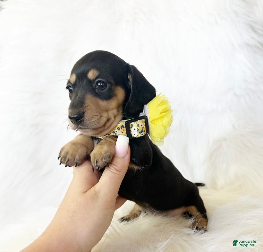 Miniature Dachshund dogs for sale: Akc Sadie - Image 4