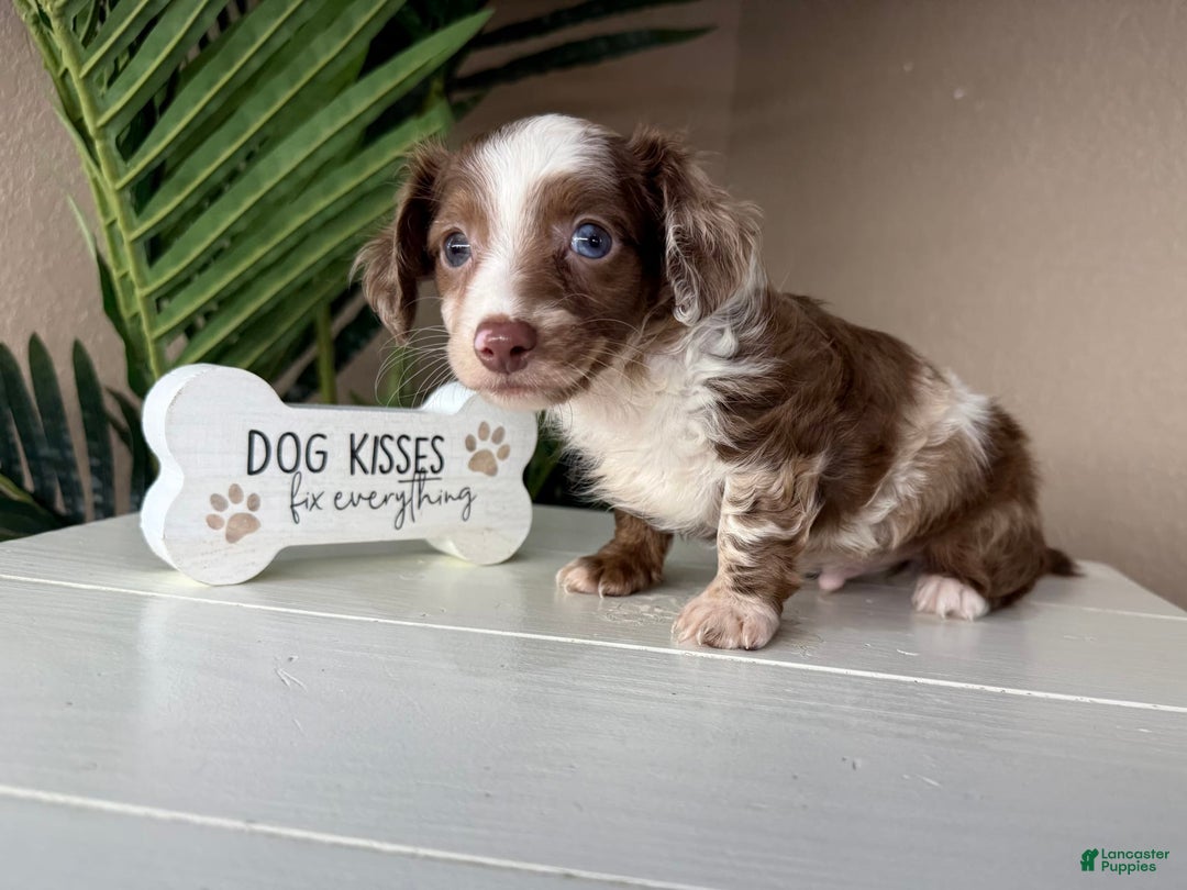 Dachshund dogs for sale: Colorado - Image 5